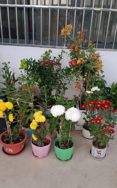 家庭养花用生根粉