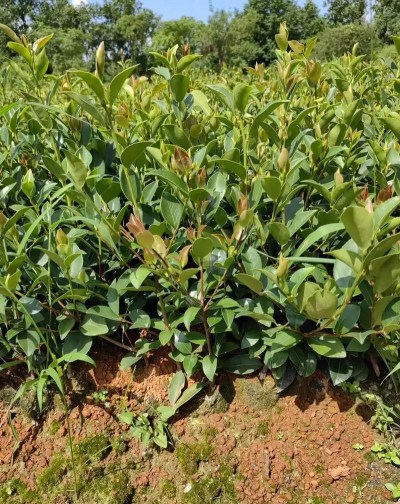 油茶树的种植技术 油茶树的种植技术