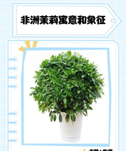 非洲茉莉代表什么