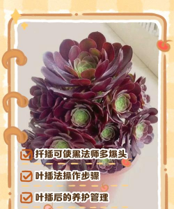 黑法师到手后怎么种