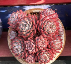 多肉蜜桃牡丹怎么养