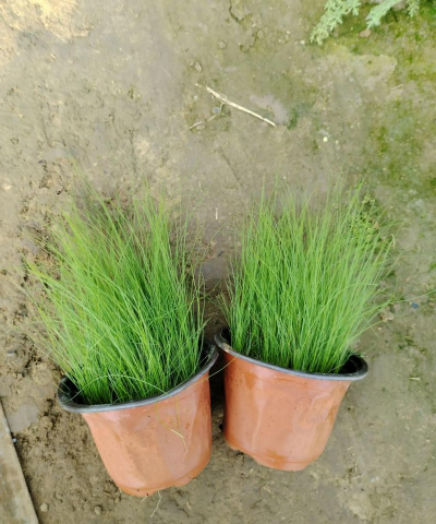 细茎针茅怎么养殖