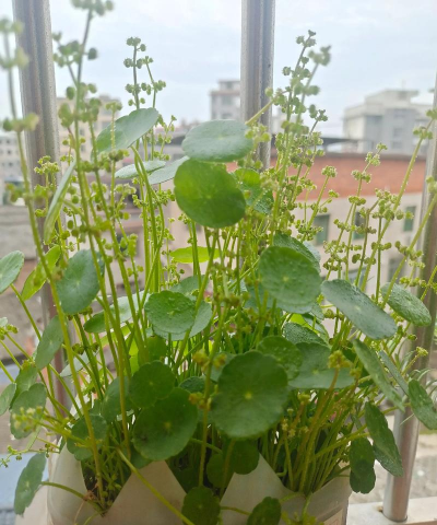 家庭养花用生根粉