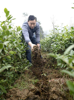 把握油茶冬季施肥时间，促进来年油茶丰产高产