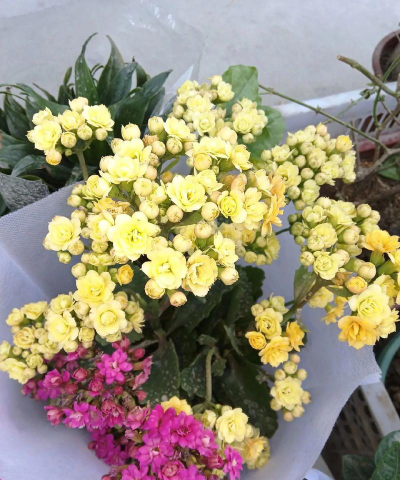 家庭养花用生根粉