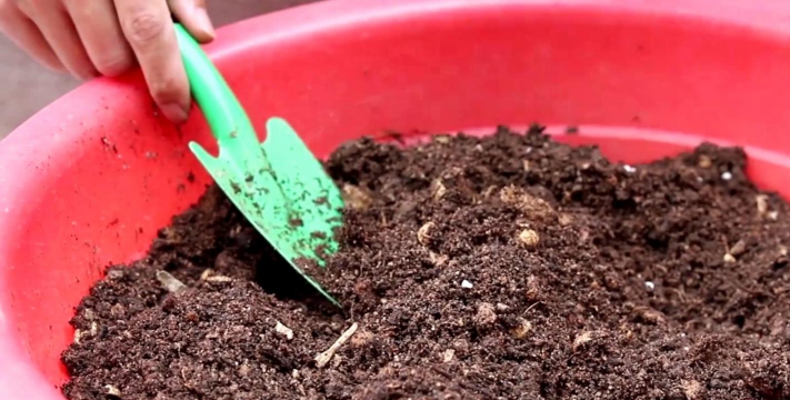 家庭养花用生根粉