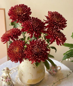 红菊花怎么养花