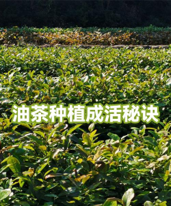 油茶林科学除草 可以试试这几种方法 油茶林科学除草 可以试试这几种方法