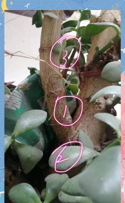 家庭养花用生根粉