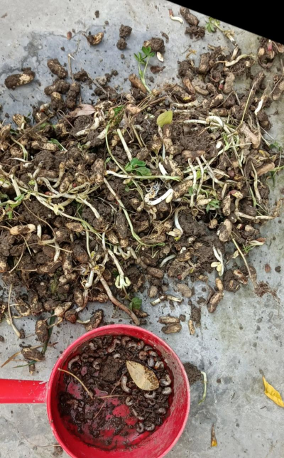 家庭养花用生根粉