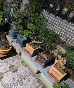 家庭养花用生根粉