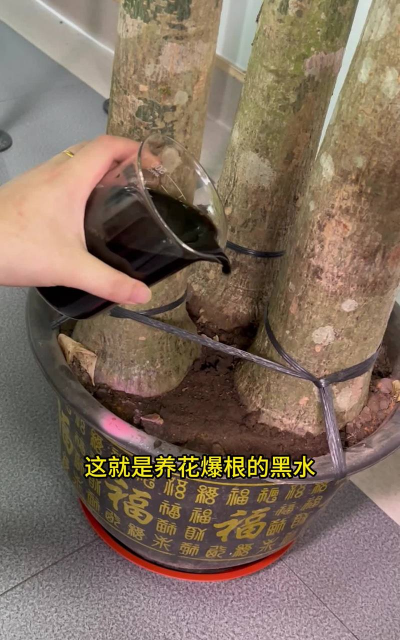 家庭养花用生根粉