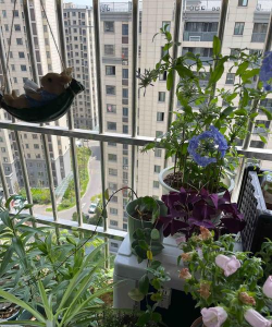 家庭养花用生根粉