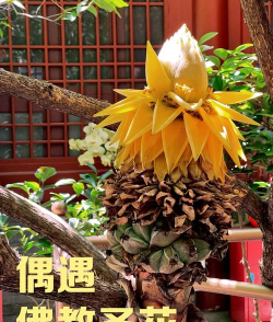 地涌金莲怎么才开花