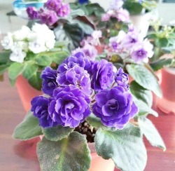 朝北室内养花好吗