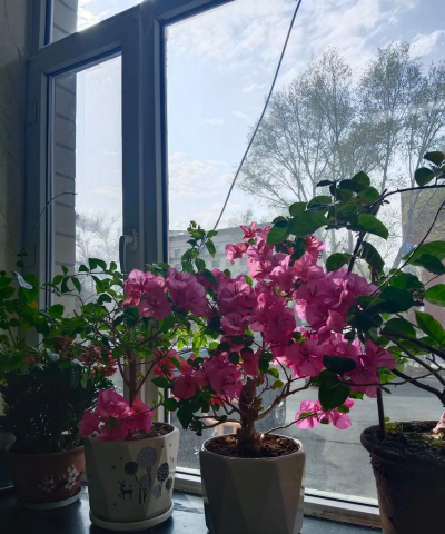 家庭养花用生根粉