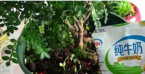 家庭养花用生根粉