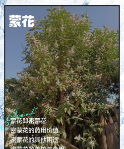 蒙花的花怎么写