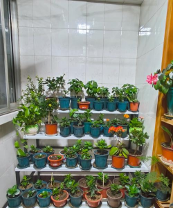 家庭养花用生根粉