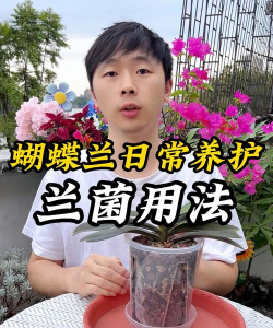 家庭养花用生根粉