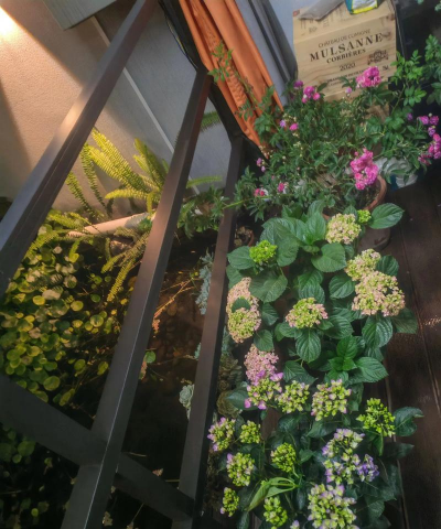 家庭养花用生根粉