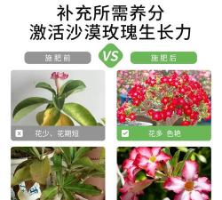 家庭养花用生根粉