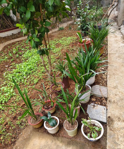 家庭养花用生根粉