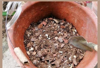 家庭养花用生根粉