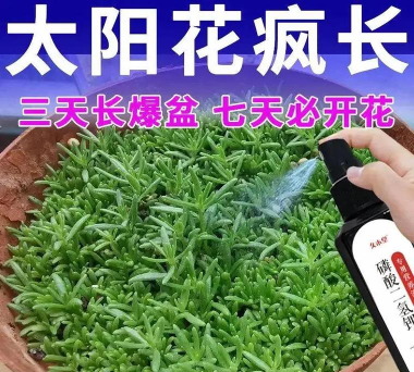 家庭养花用生根粉