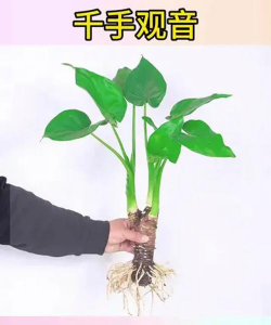 家庭养花用生根粉