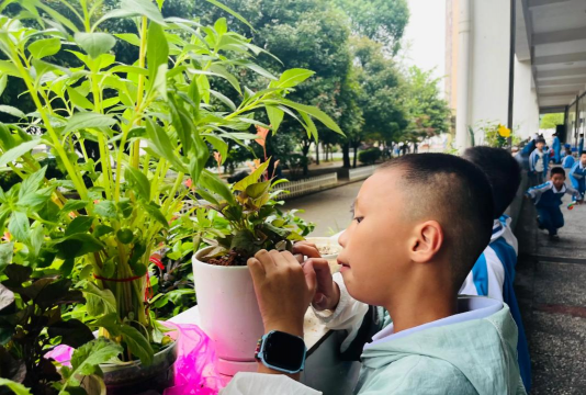 家庭养花用生根粉