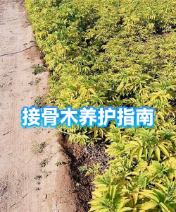 接骨木要怎么养护