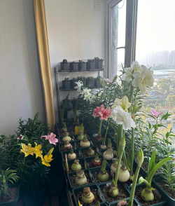 家庭养花用生根粉