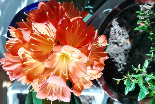 家庭养花用生根粉