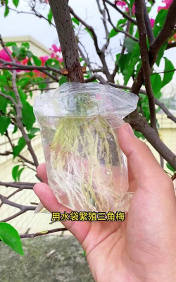 家庭养花用生根粉