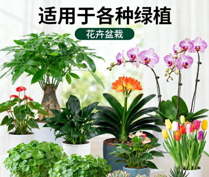 家庭养花用生根粉