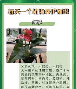 怎么可以快速的养红叶