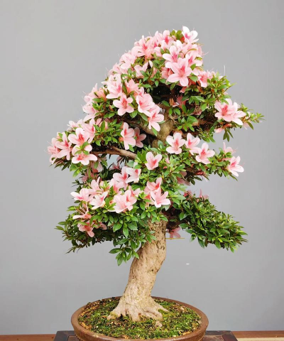 杜鹃花造型怎么选择