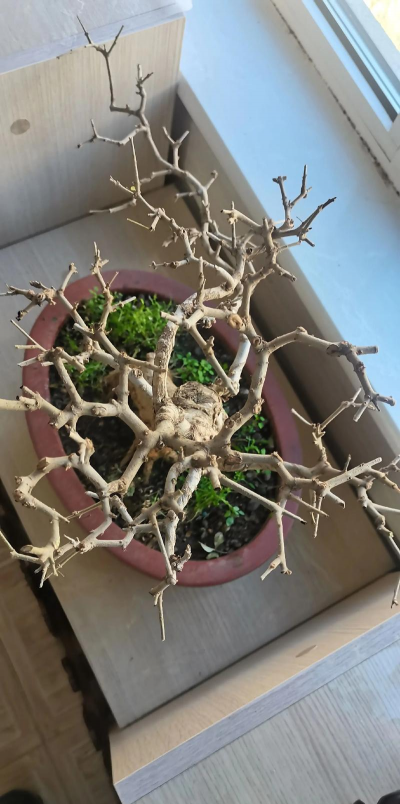 对节白蜡桩怎么养护