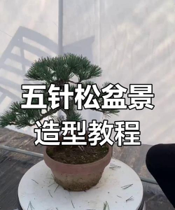 针松怎么使用方法