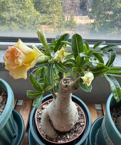 家庭养花用生根粉