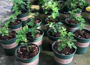 家庭养花用生根粉