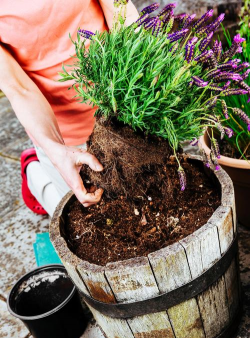 家庭养花用生根粉