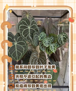 花烛叶子枯萎怎么回事