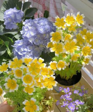 家庭养花用生根粉