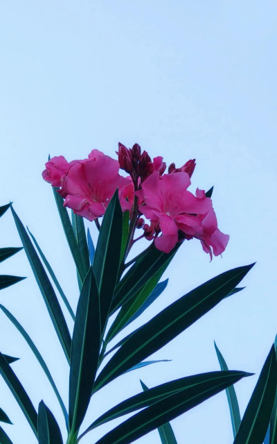 夹竹桃什么科属