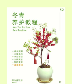 冬青树冬天怎么养