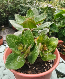 家庭养花用生根粉