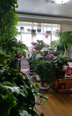 家庭养花用生根粉