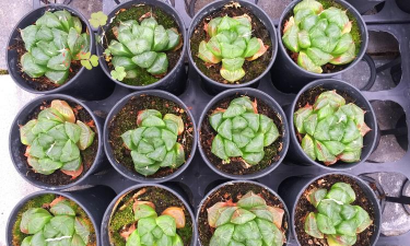 家庭养花用生根粉